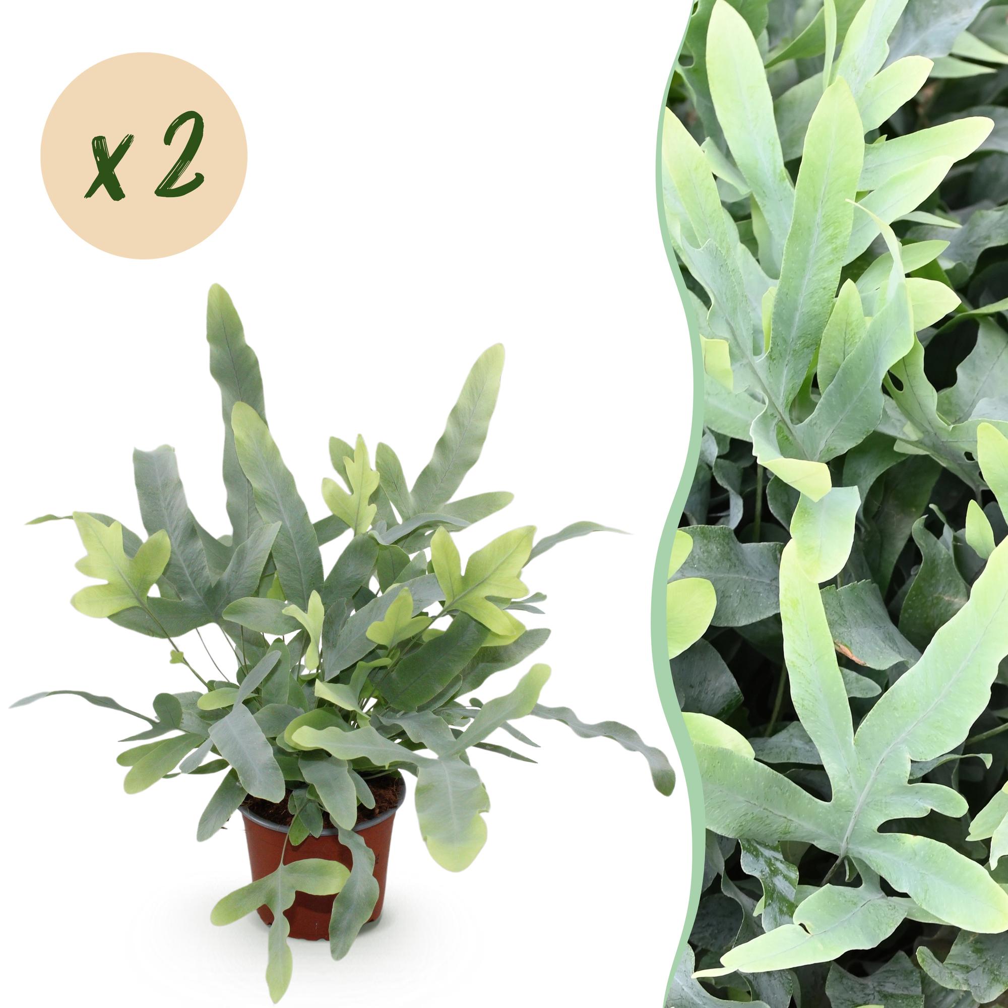 Green boutiQ - Kamerplant - Phlebodium aureum Blue Star - Blauwe Varen - Huisdiervriendelijk - Blauw - 2 Planten - Pot 12cm - Hoogte 25-30cm