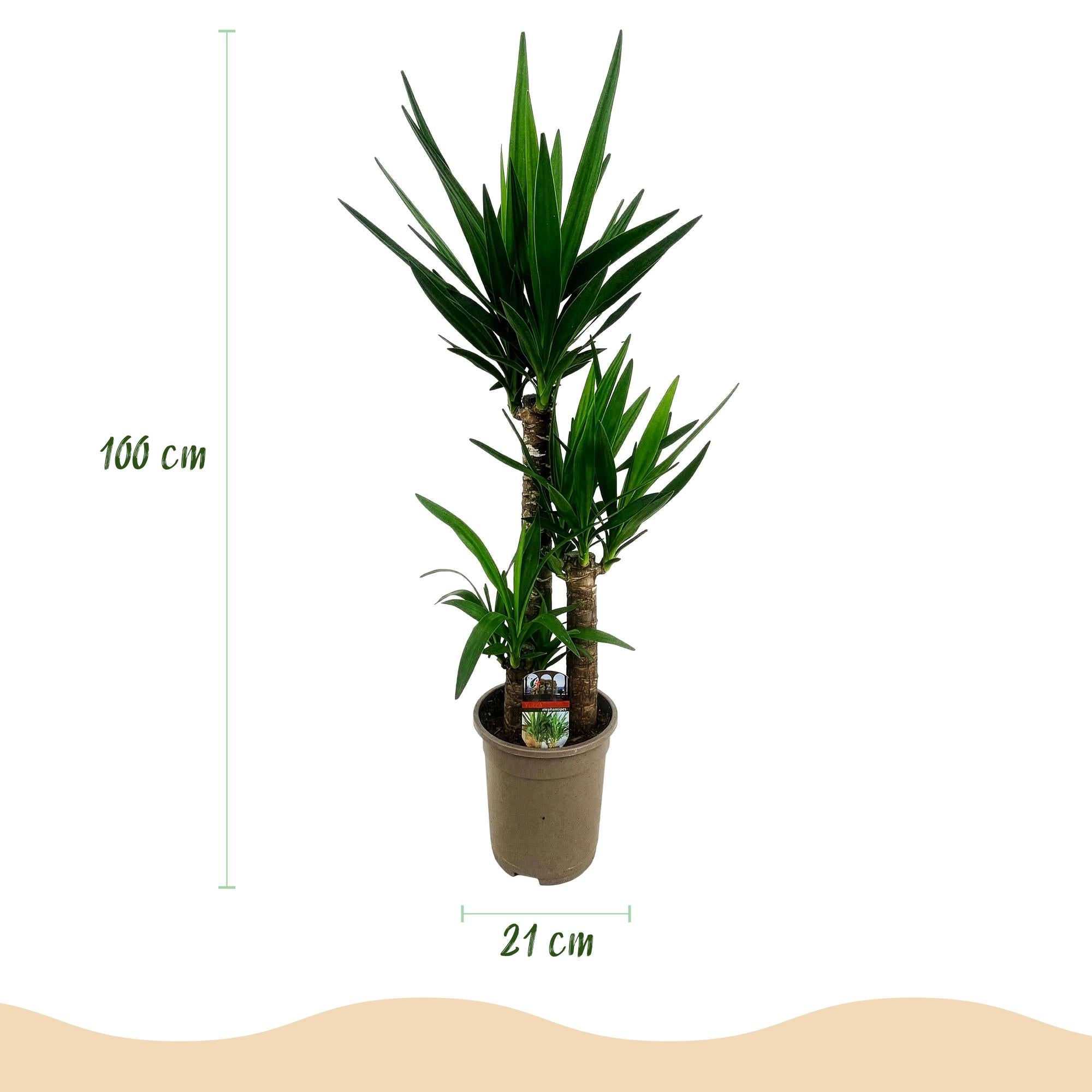 Green boutiQ - Kamerplant - Yucca elephantipes - Yucca - Weinig onderhoud - Groen - 2 - Pot 21cm - Hoogte 100cm