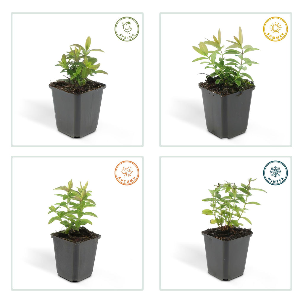 20x Hypericum calycinum - ↕10-25cm - Ø9cm