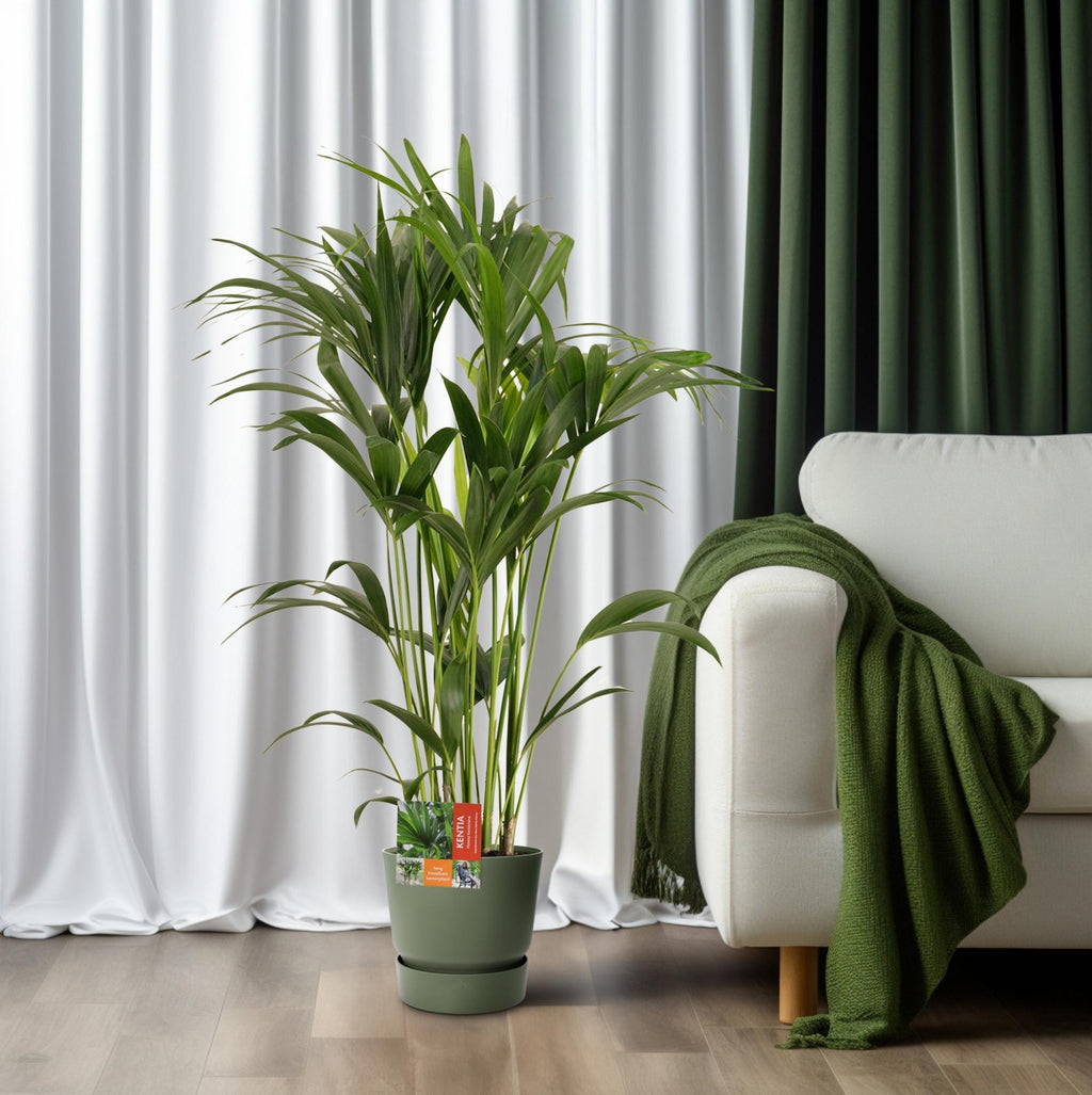 Howea Forsteriana - Ø24cm - ↕120cm