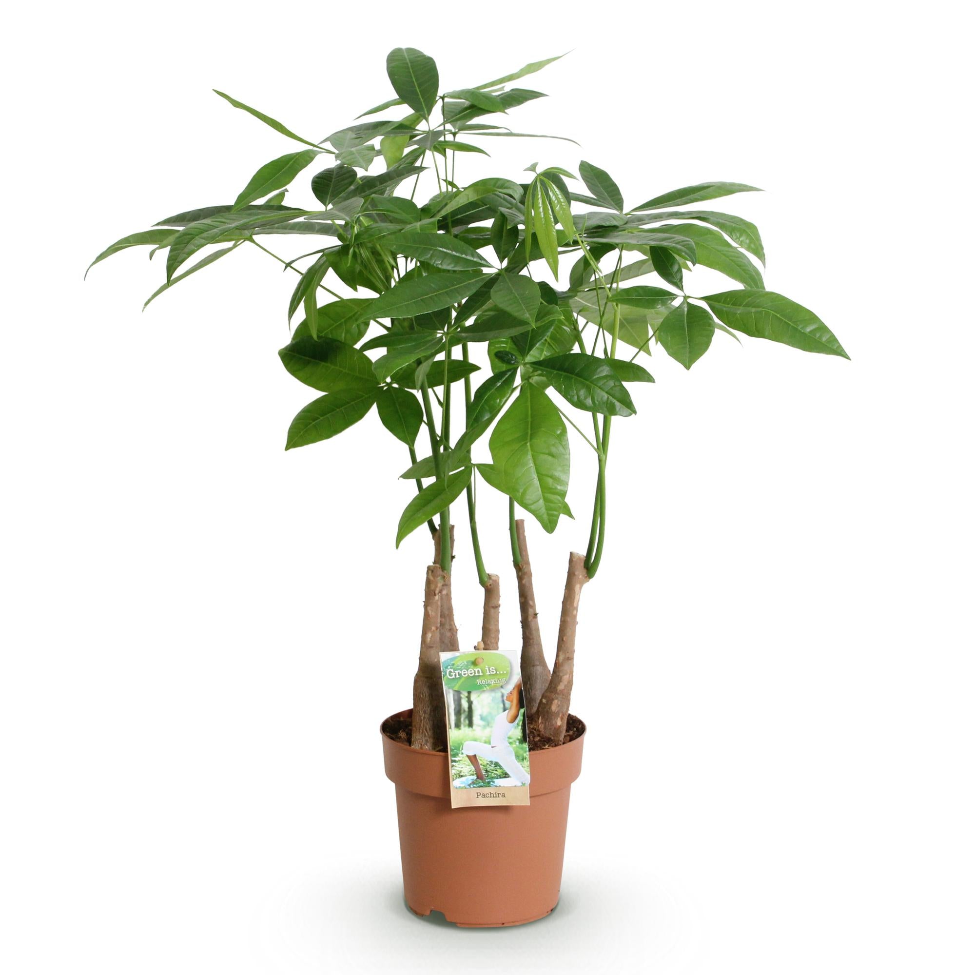 Green BoutiQ - Green is... Kamerplanten - Pachira Aquatica multi stam - Geldboom - Weinig onderhoud - Groen - 1 Plant - Pot 17cm - Hoogte 50-55cm