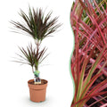 Green BoutiQ - Green is... Kamerplanten - Dracaena Magenta - Drakenbloedboom - Weinig onderhoud - Groen - 1 Plant - Pot 21cm - Hoogte 90-100cm
