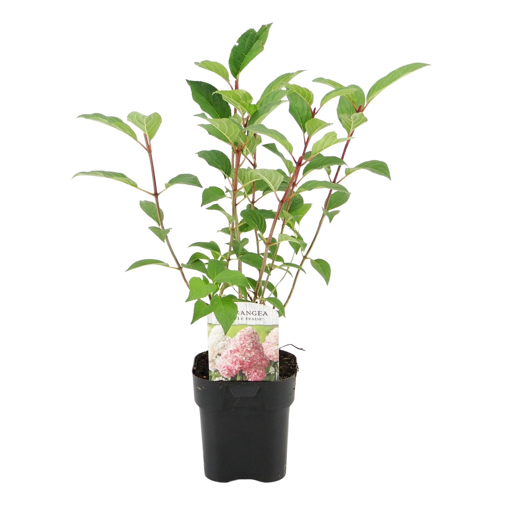 Green boutiQ - Pluim Hortensia - Hydrangea panniculata Vanille Fraise - Bloem Wit Roze  - 1 Plant - Bladverliezend - Grote Bloemen - Pot 17cm Hoogte 50cm