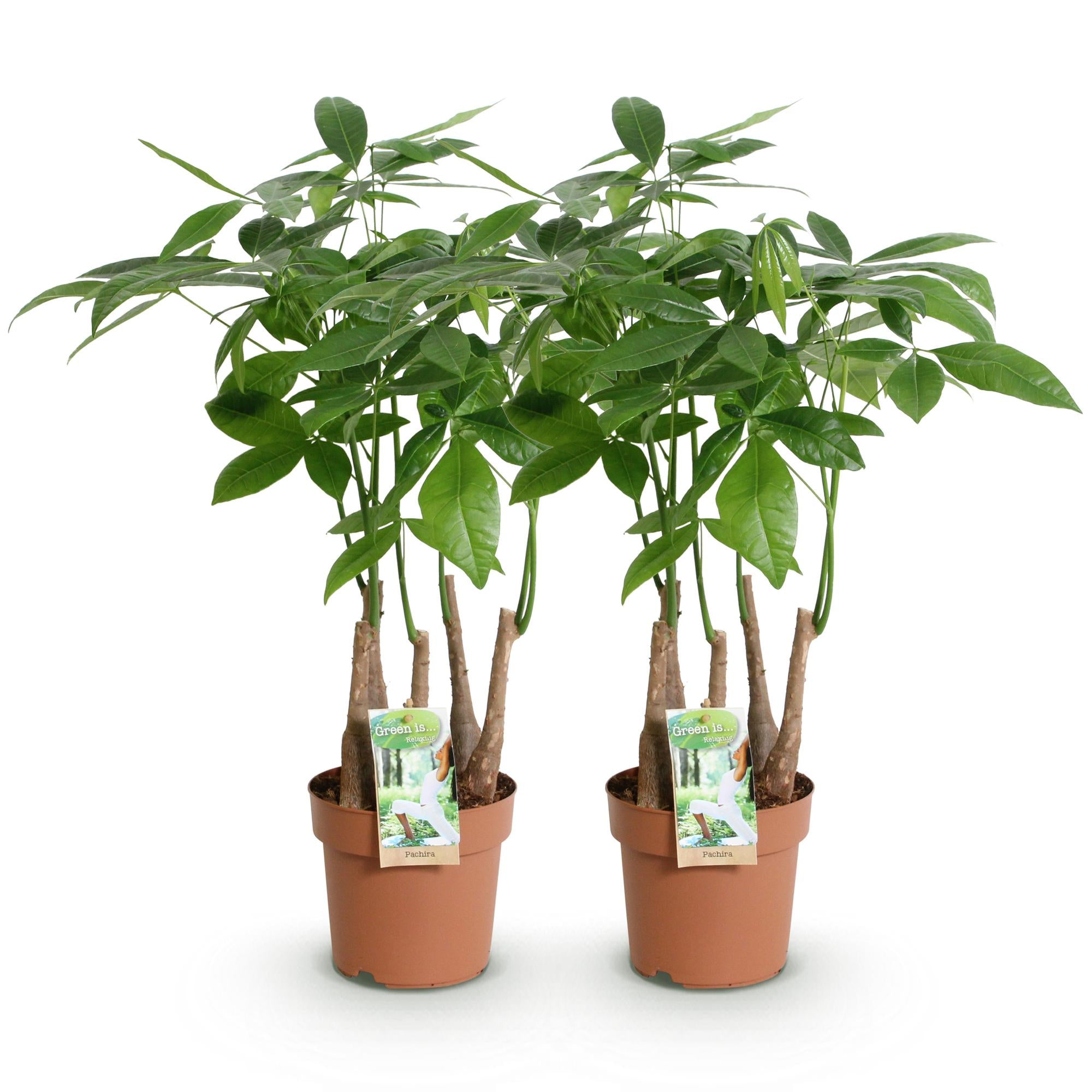Green BoutiQ - Green is... Kamerplanten - Pachira Aquatica multi stam - Geldboom - Weinig onderhoud - Groen - 2 Planten - Pot 17cm - Hoogte 50-55cm