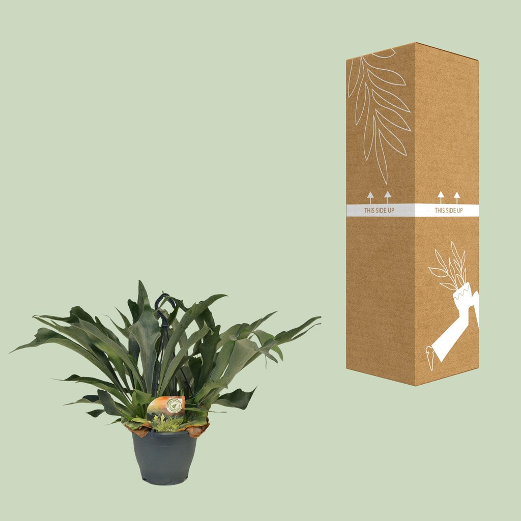 Platycerium Bifurcatum - Ø21cm - ↕50cm