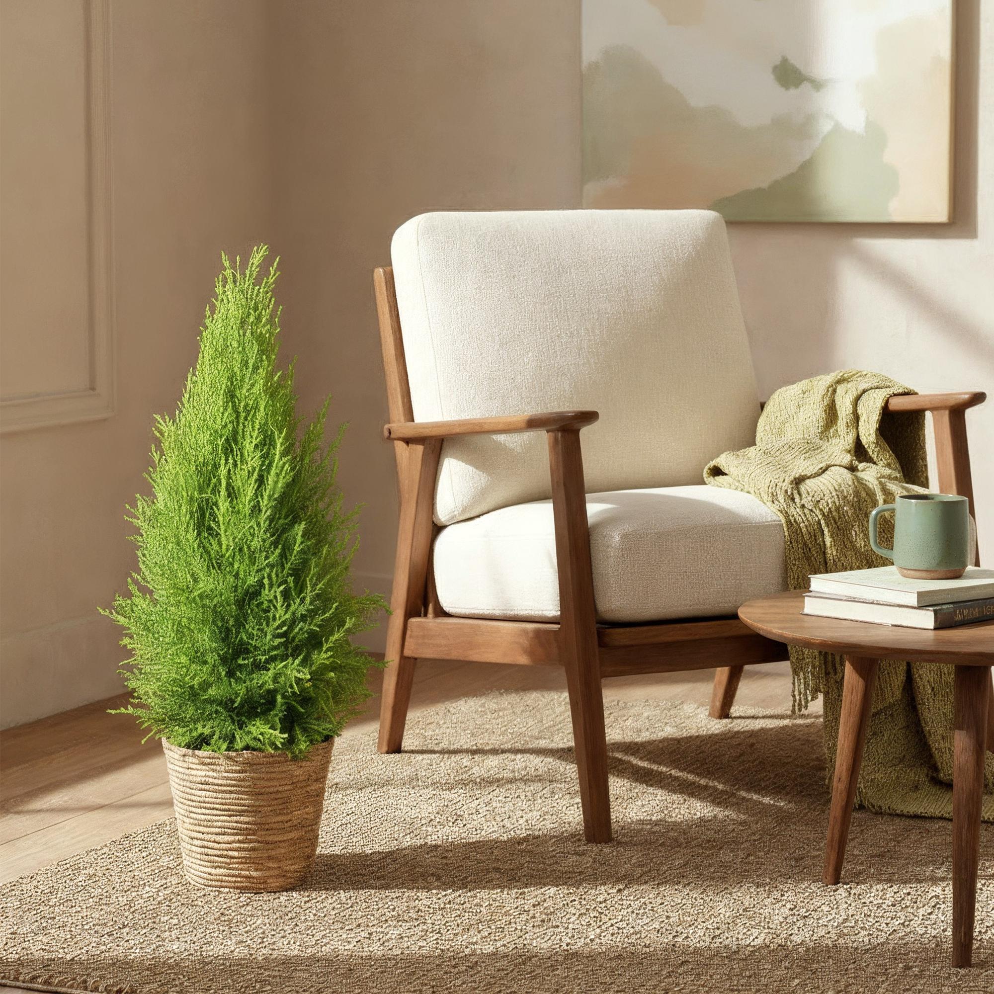 Green BoutiQ - Green is... Kamerplanten - Cupressus Gold Crest Wilma - Kamer conifeer - Weinig onderhoud - met mand - Groen - 1 Plant - Pot 21cm - Hoogte 85-95cm