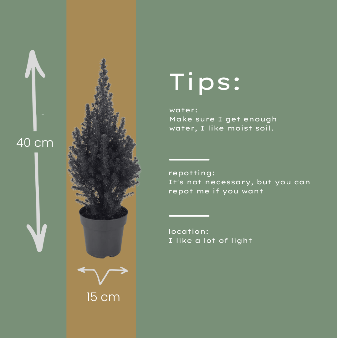 Picea glauca Perfecta - 15 cm Ø - 40 cm ↨