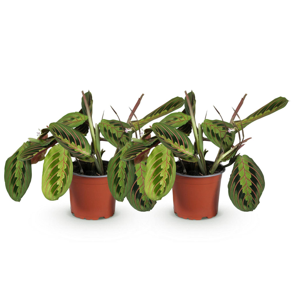 Green boutiQ - Kamerplant - Maranta Fascinator Tricolour - Gebedsplant - Huisdiervriendelijk - Groen - 2 Planten - Pot 12cm - Hoogte 30-35cm