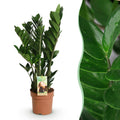 Green BoutiQ - Green is... Kamerplanten - Zamioculcas - ZZ-plant - Weinig onderhoud - Groen - 1 Plant - Pot 17cm - Hoogte 65-75cm