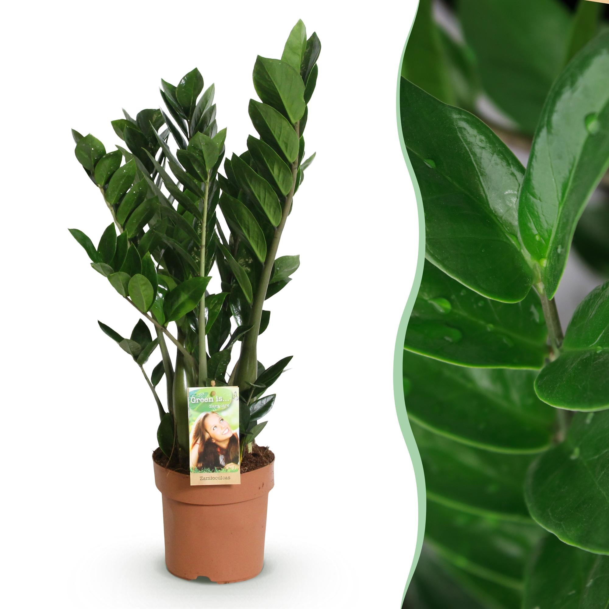 Green BoutiQ - Green is... Kamerplanten - Zamioculcas - ZZ-plant - Weinig onderhoud - Groen - 1 Plant - Pot 17cm - Hoogte 65-75cm