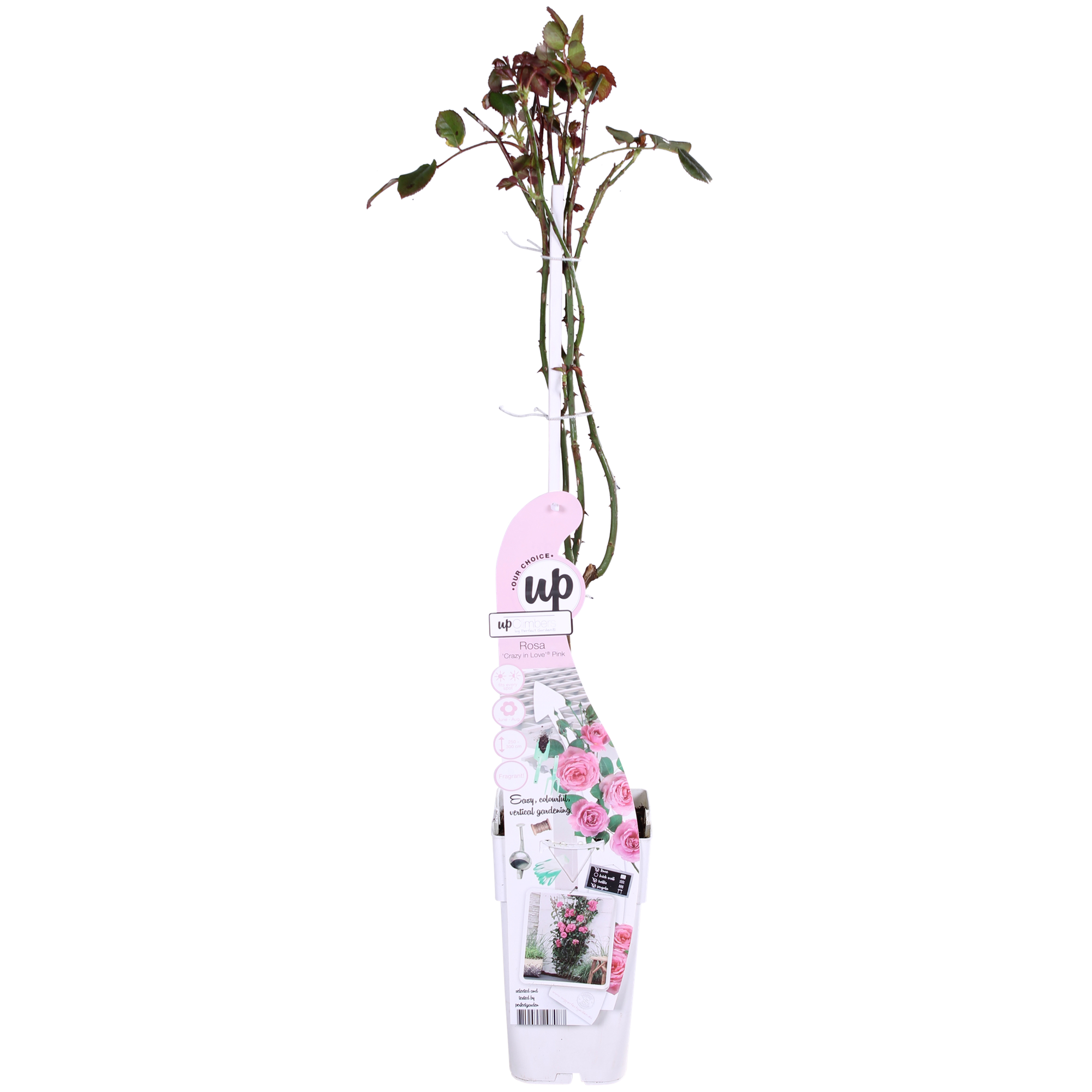 3x - Rosa Crazy in love 'Pink' - ↨65cm - Ø15