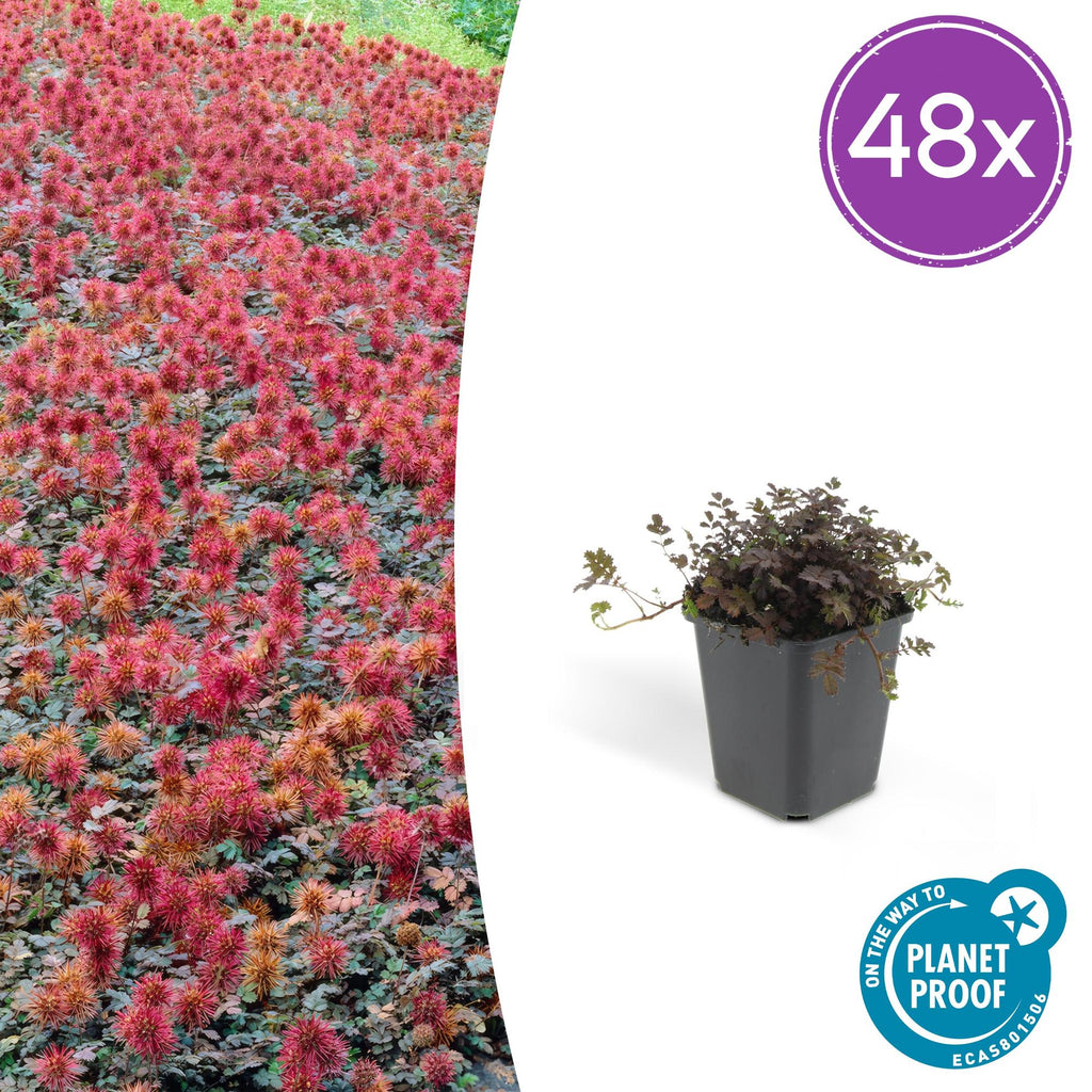 48x Acaena microphylla 'Kupferteppich' - ↕10-25cm - Ø9cm