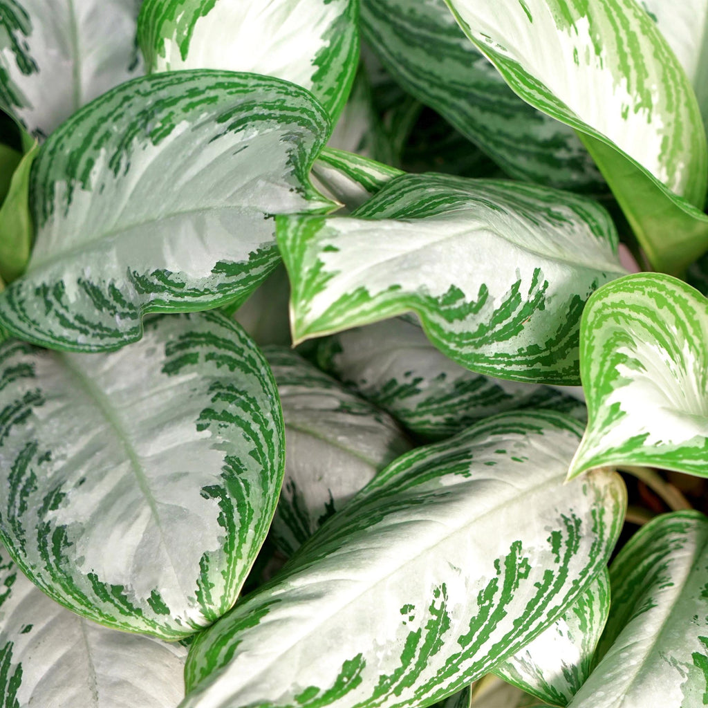 Green BoutiQ - Green is... Kamerplanten - Aglaonema Silver Bay - Zilverblad - Weinig onderhoud - met mand - Groen - 1 Plant - Pot 17cm - Hoogte 70-75cm