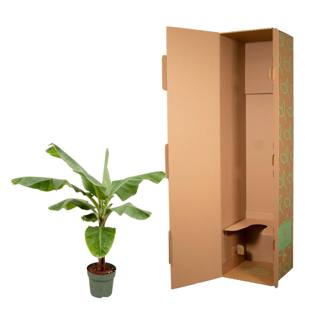 Bananenplant (Musa) - 180cm - Ø30-35