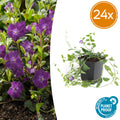 24x Vinca minor 'Atropurpurea', - ↕10-25cm - Ø9cm