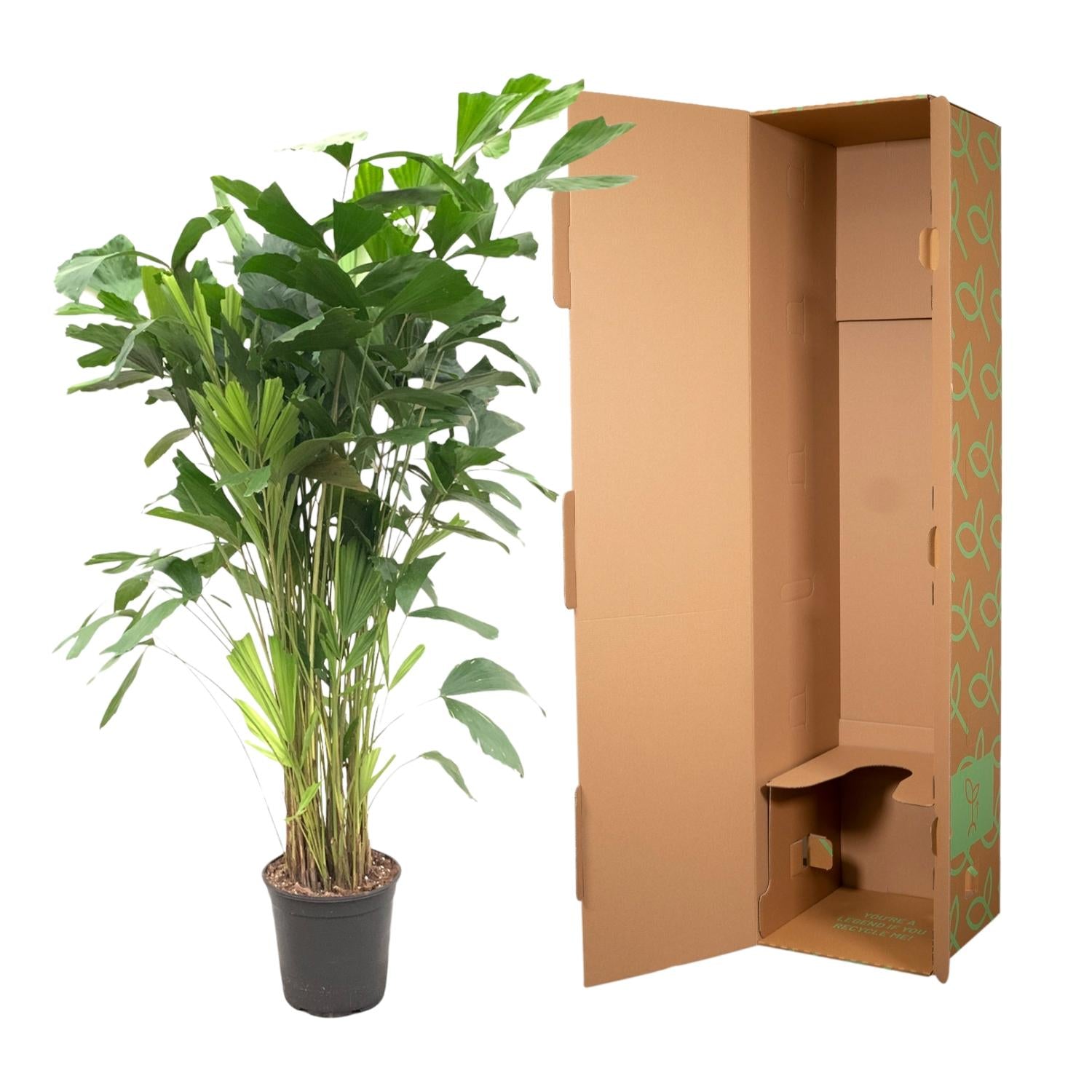 Caryota Mitis - 150 cm - ø24