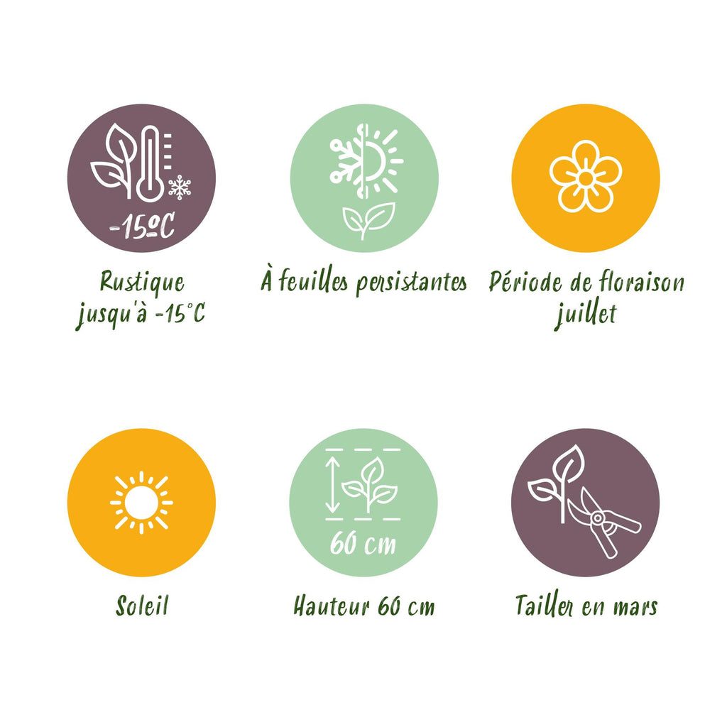 Green boutiQ - Siergrassen - Stipa tenuifolia Pony Tails - Groen - 2 Planten - Bladhoudend - Weinig Onderhoud - Pot 17cm Hoogte 50cm