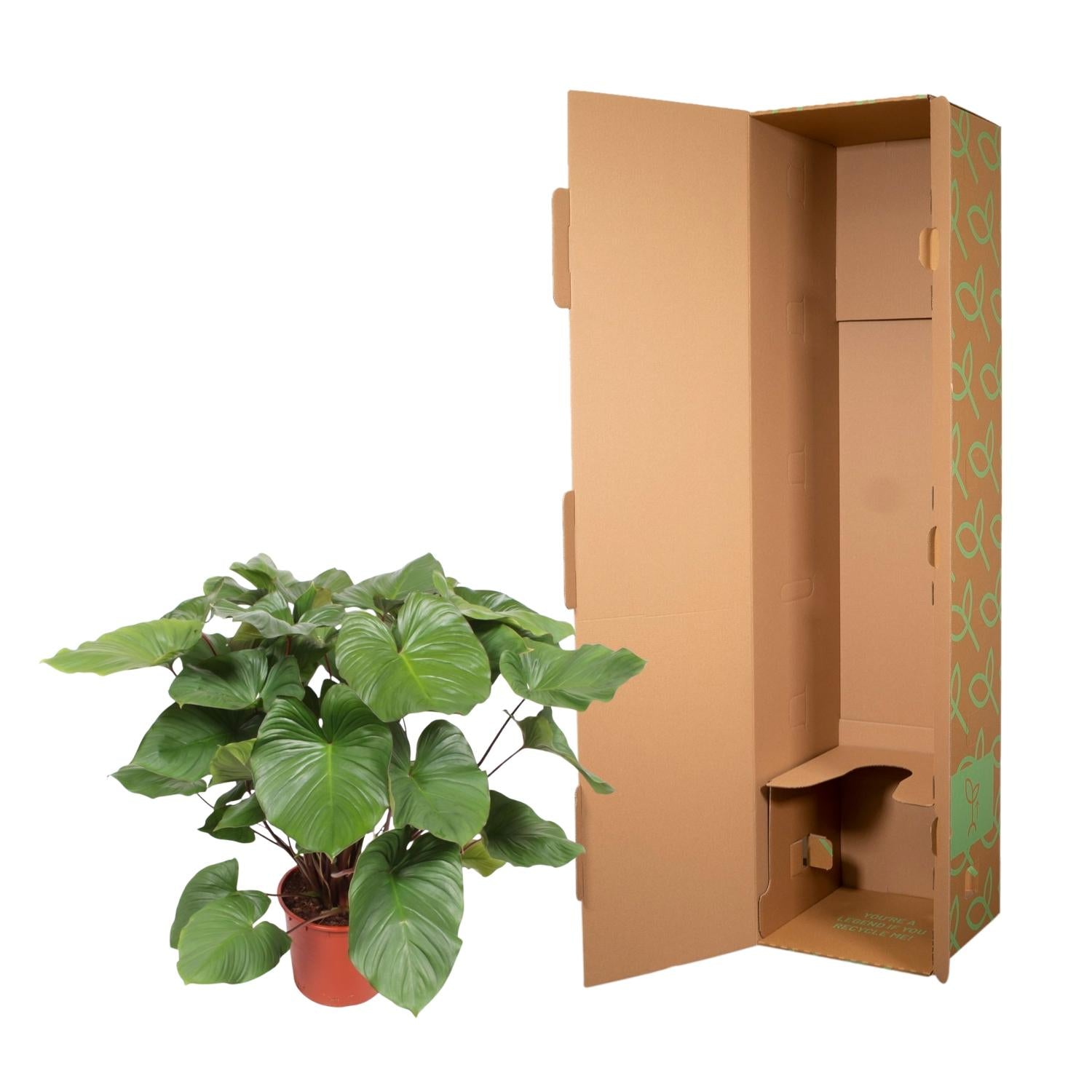 Homalomena Rubescens Maggy - 100 cm - ø27