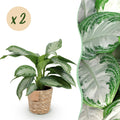 Green BoutiQ - Green is... Kamerplanten - Aglaonema Silver Bay - Zilverblad - Weinig onderhoud - met mand - Groen - 2 Planten - Pot 17cm - Hoogte 70-75cm