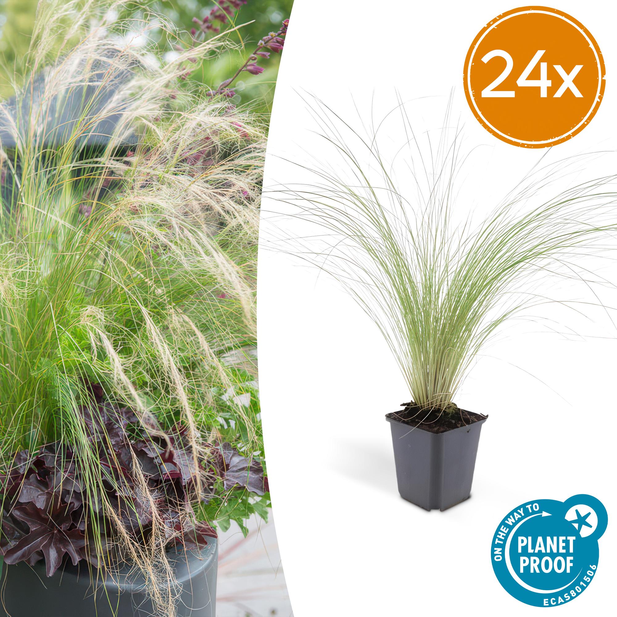 24x Stipa tenuissima 'Ponytails' - ↕10-25cm - Ø9cm
