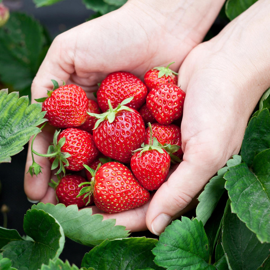 Green boutiQ - Fruitplanten - Aardbei - Fragaria Elsanta - Winterhard - 6 Planten - Pot 9 cm - Rode Aardbei