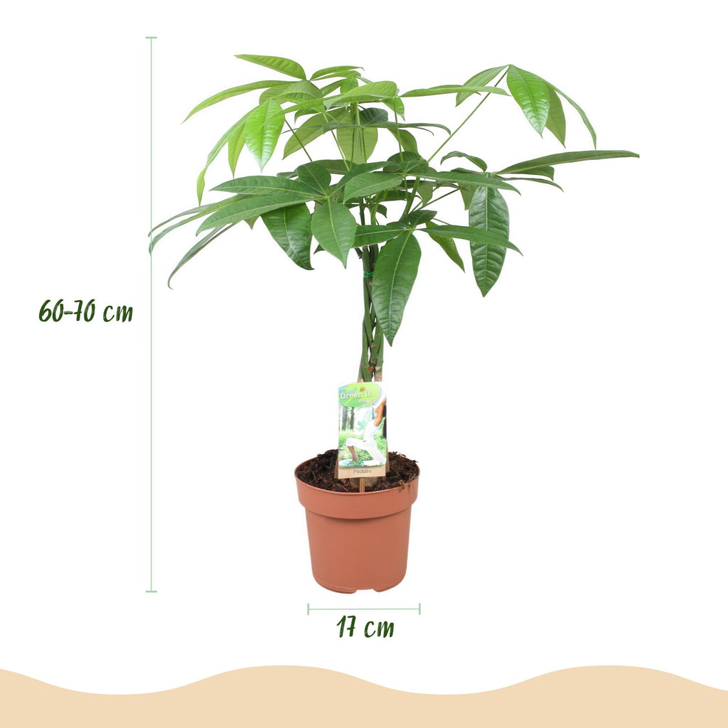 Green BoutiQ - Green is... Kamerplanten - Pachira Aquatica gevlochten stam - Geldboom - Weinig onderhoud - Groen - 1 Plant - Pot 17cm - Hoogte 60-70cm