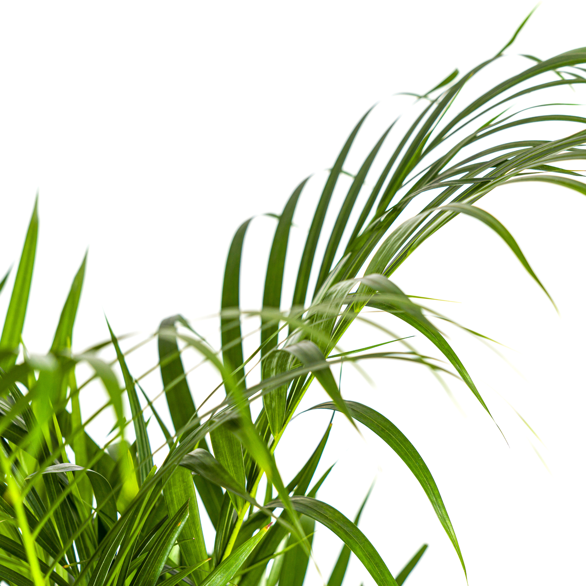 Dypsis Areca Lutescens met mand Ø21cm - ↕100 - 120cm