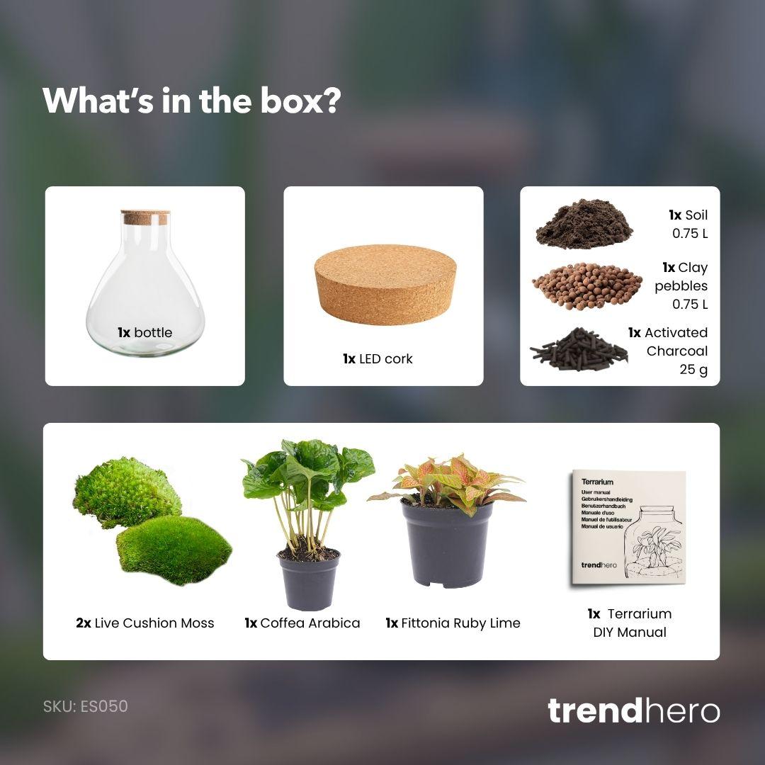 DIY terrarium - Sammie Coffea Red - Ø 22,5 cm ↑ 27 cm - No tools
