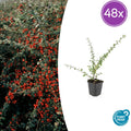48x Cotoneaster suec. 'Coral Beauty' - ↕10-25cm - Ø9cm