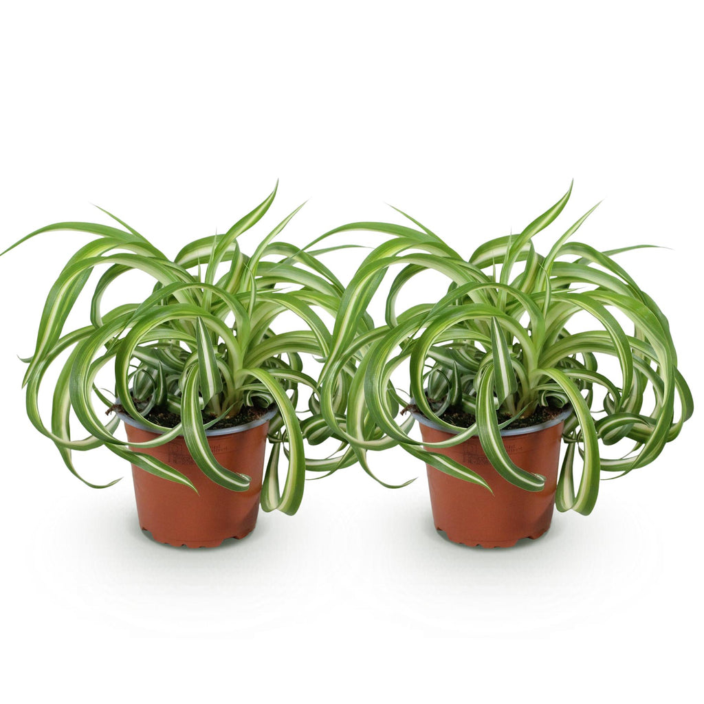 Green boutiQ - Kamerplant - Chlorophytum comosum Bonnie - Krullende Graslelie - Huisdiervriendelijk - Bont - 2 Planten - Pot 12cm - Hoogte 20-25cm