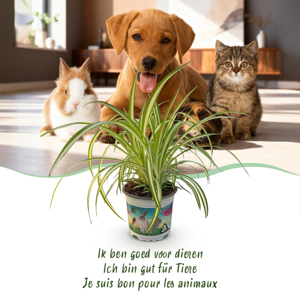 Green boutiQ - Kamerplant - Chlorophytum comosum Variegatum - Kattengras - Huisdiervriendelijk - Bont - 4 Planten - Pot 12cm - Hoogte 25-30cm