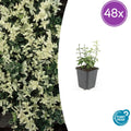 48x Euonymus fort. 'Harlequin' - ↕10-25cm - Ø9cm