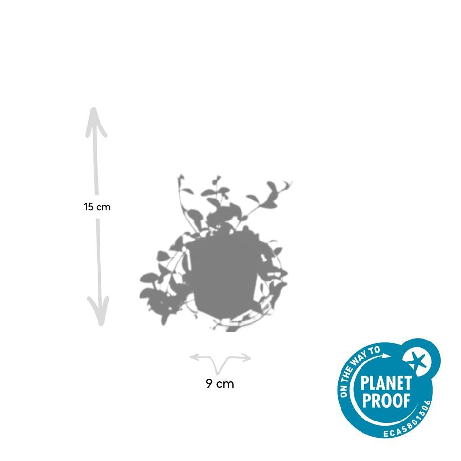 40x Vinca minor 'Aureovariegata' - ↕10-25cm - Ø9cm