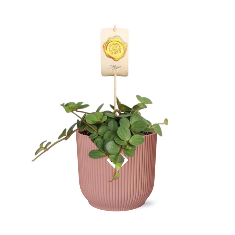 Peperomia ‘Hope’ in ELHO Vibes Fold 14cm roze