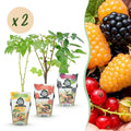 Green boutiQ - Fruitplanten - Tricolour - Rode Bes - Gele Framboos - Zwarte Braam  - Winterhard - 6 Planten - Pot  9cm