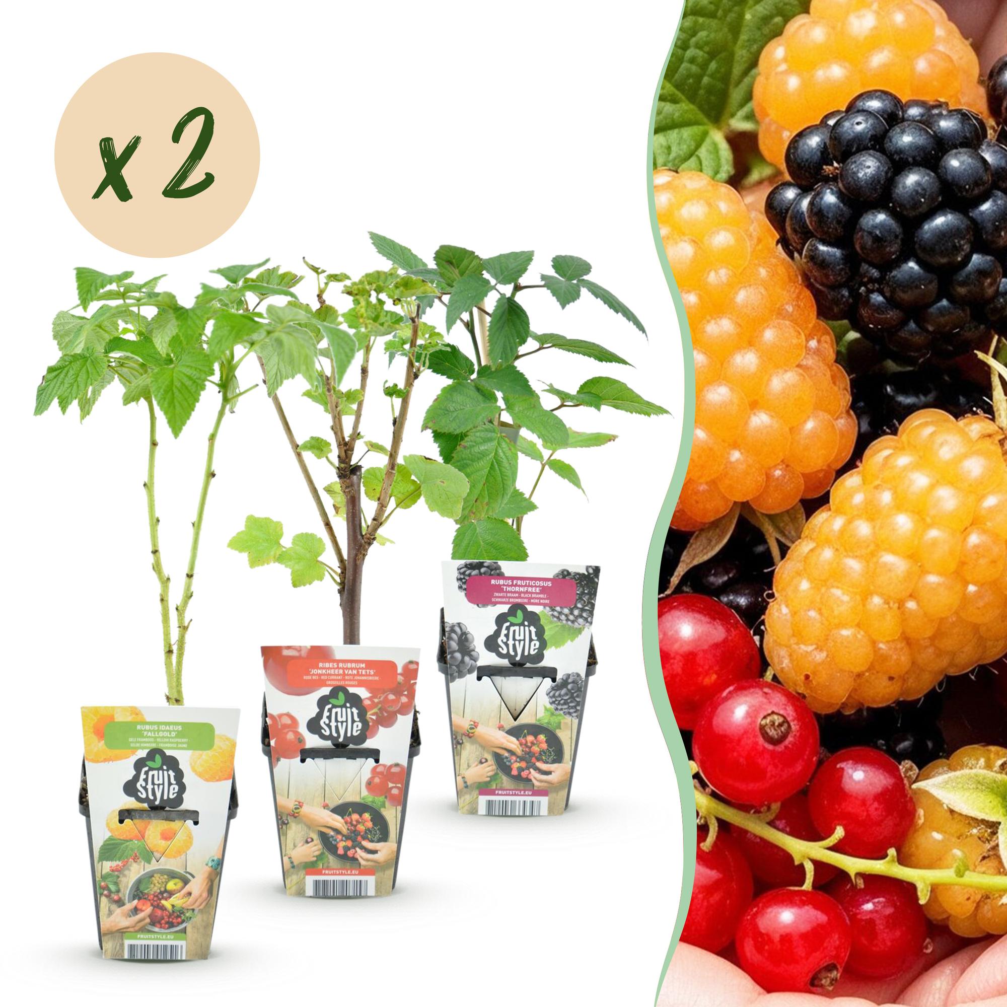 Green boutiQ - Fruitplanten - Tricolour - Rode Bes - Gele Framboos - Zwarte Braam  - Winterhard - 6 Planten - Pot  9cm