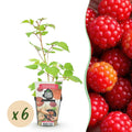 Green boutiQ - Fruitplanten - Japanse Wijnbes - Rubus Phoenicolasius - Winterhard - 6 Planten - Pot 9 cm - Rode Bes