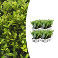 4 x 6 pack Ilex crenata 'Jenny' - Ø7 cm - ↕15 cm