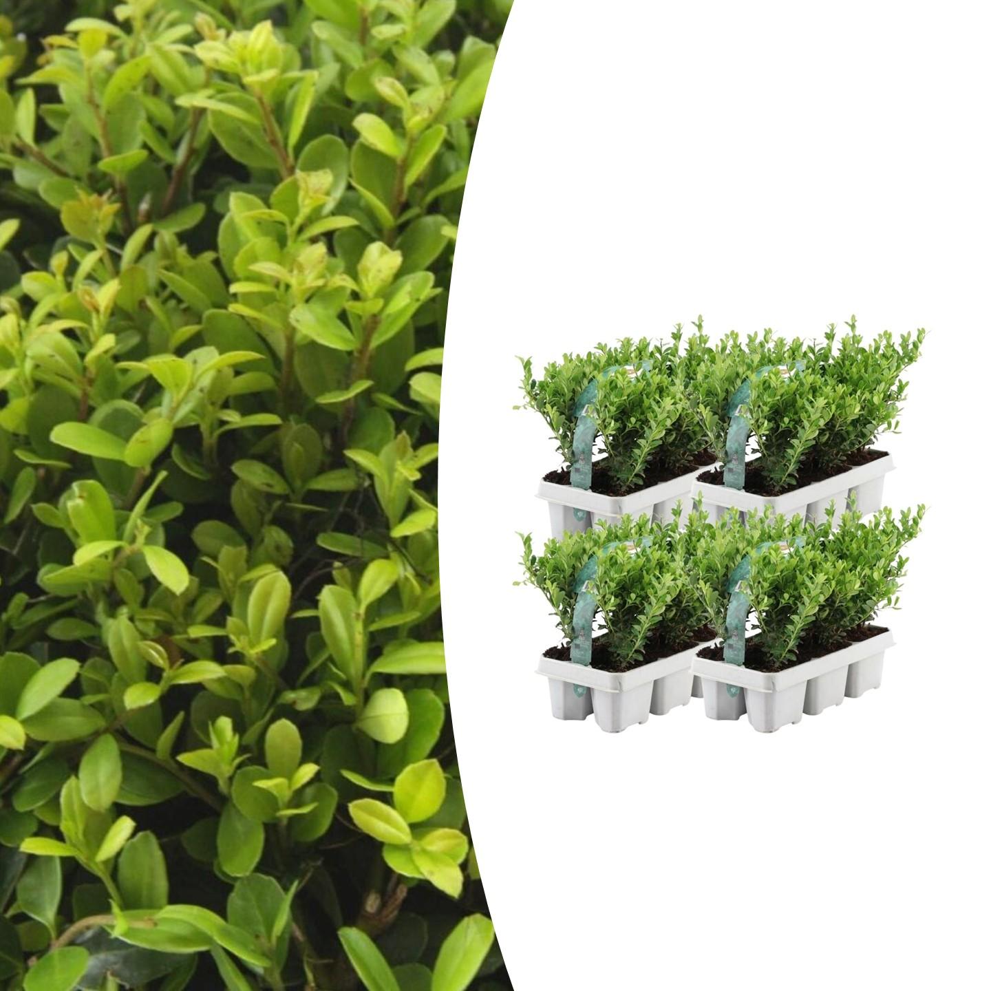 4 x 6 pack Ilex crenata 'Jenny' - Ø7 cm - ↕15 cm