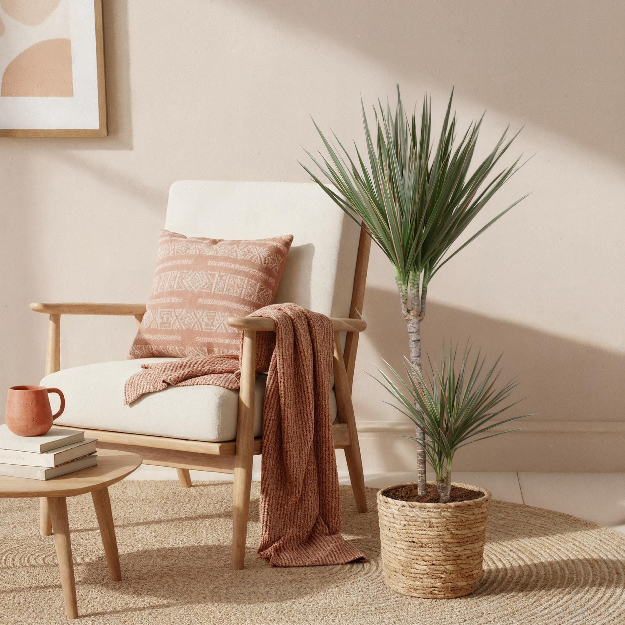 Green BoutiQ - Green is... Kamerplanten - Dracaena Marginata Bicolor - Drakenbloedboom - Weinig onderhoud - met mand - Groen - 1 Plant - Pot 21cm - Hoogte 90-100cm