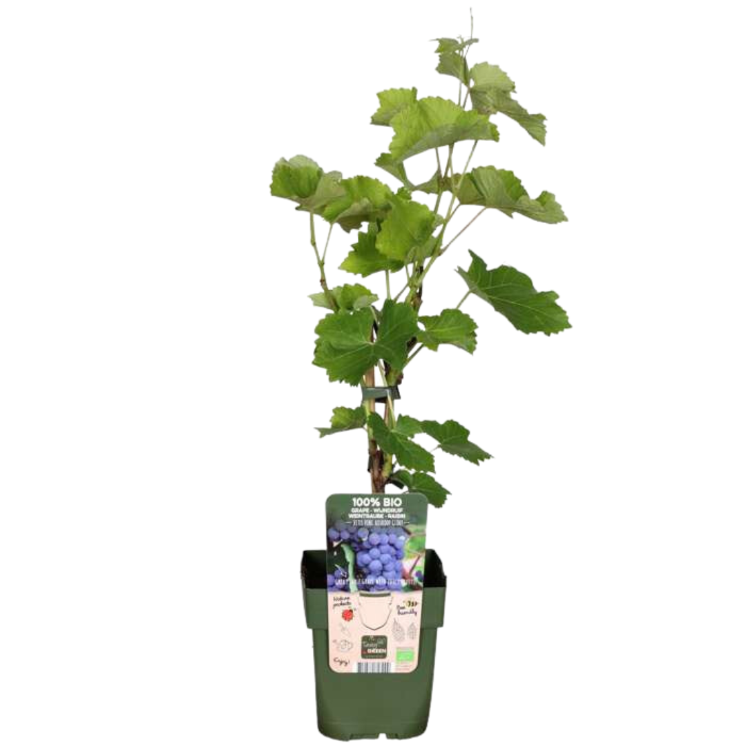 3 x Biologische Druivenplanten - Ø 13 cm - ↨ 20 cm