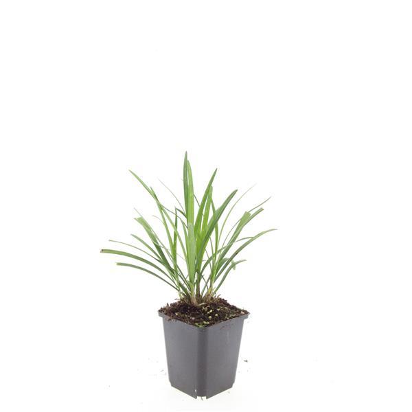 24x Liriope muscari 'Ingwersen' - ↕10-25cm - Ø9cm