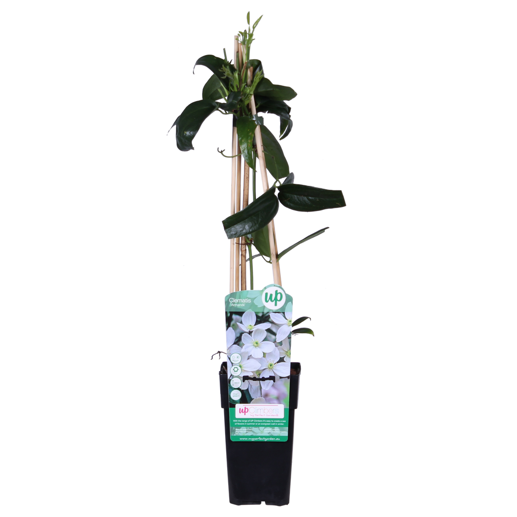 Clematis armandii - Groenblijvende Clematis Wit - Ø15cm - ↕65cm