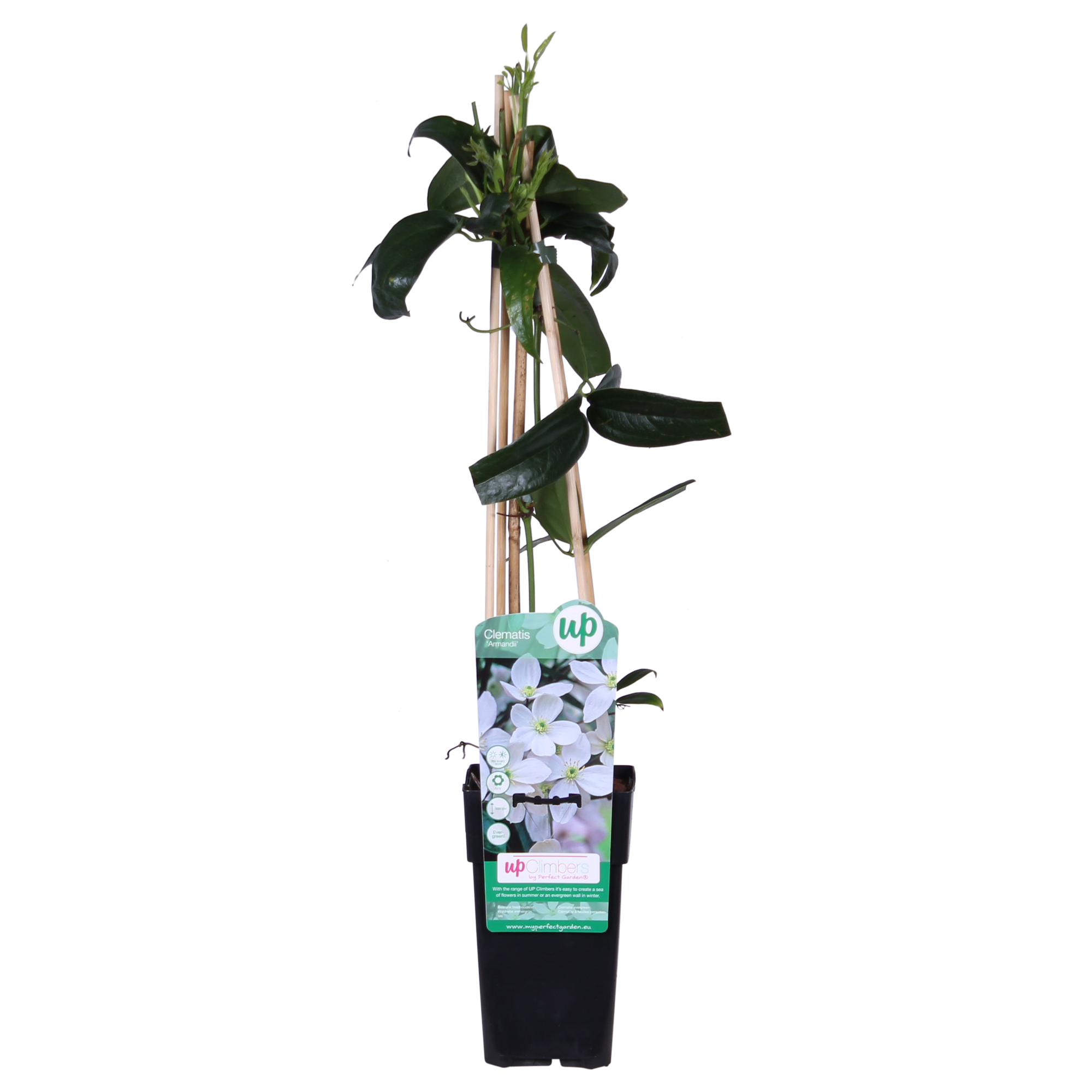 Clematis armandii - Groenblijvende Clematis Wit - Ø15cm - ↕65cm