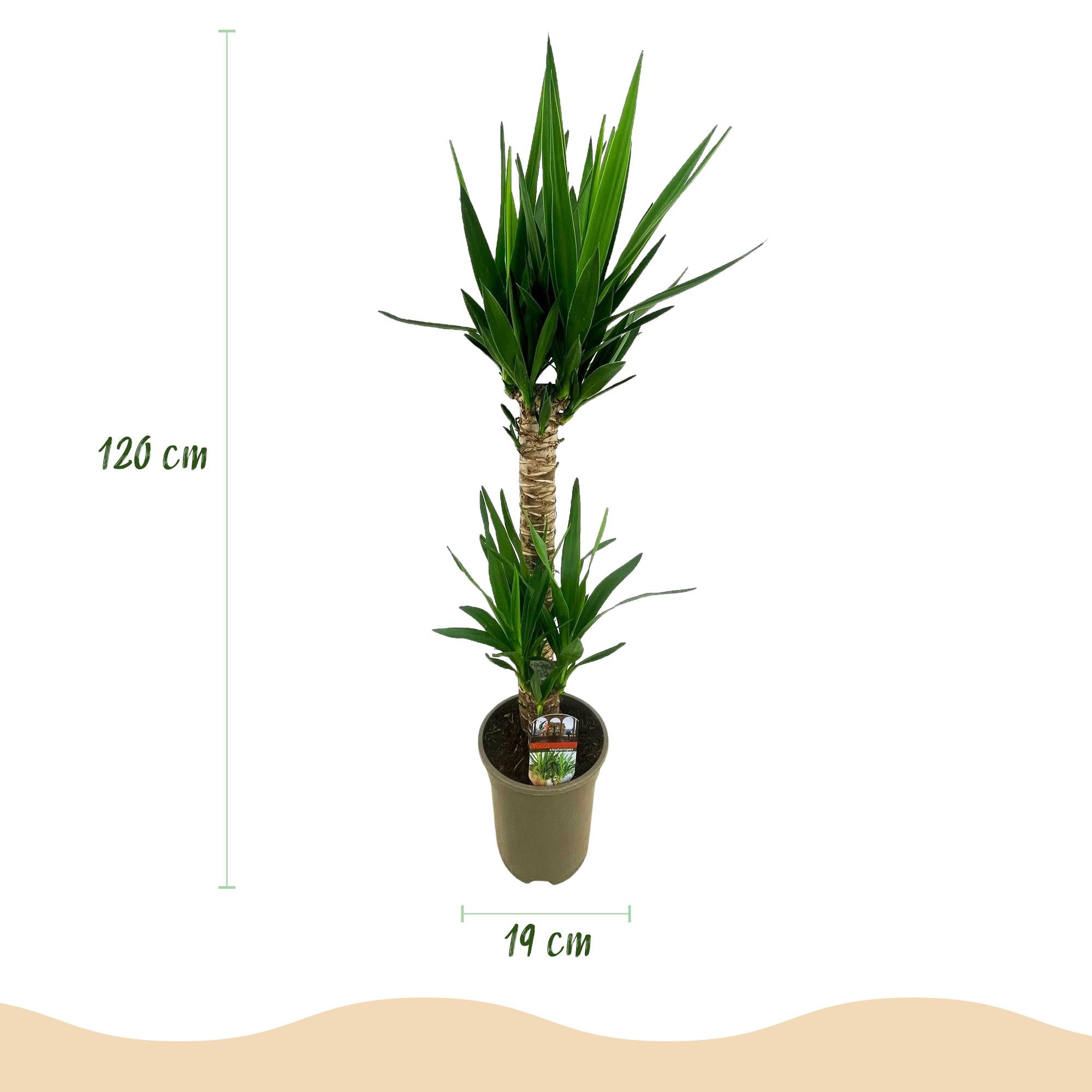 Green boutiQ - Kamerplant - Yucca elephantipes - Yucca - Weinig onderhoud - Groen - 2 - Pot 19cm - Hoogte 120cm