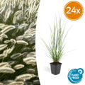 24x Pennisetum alopecuroides 'Hameln' - ↕10-25cm - Ø9cm