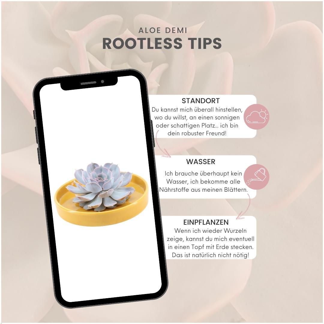 ROOTLESS Succulent Echeveria Lilacina in schaal 'geel' Ø20 cm - ↕5 cm