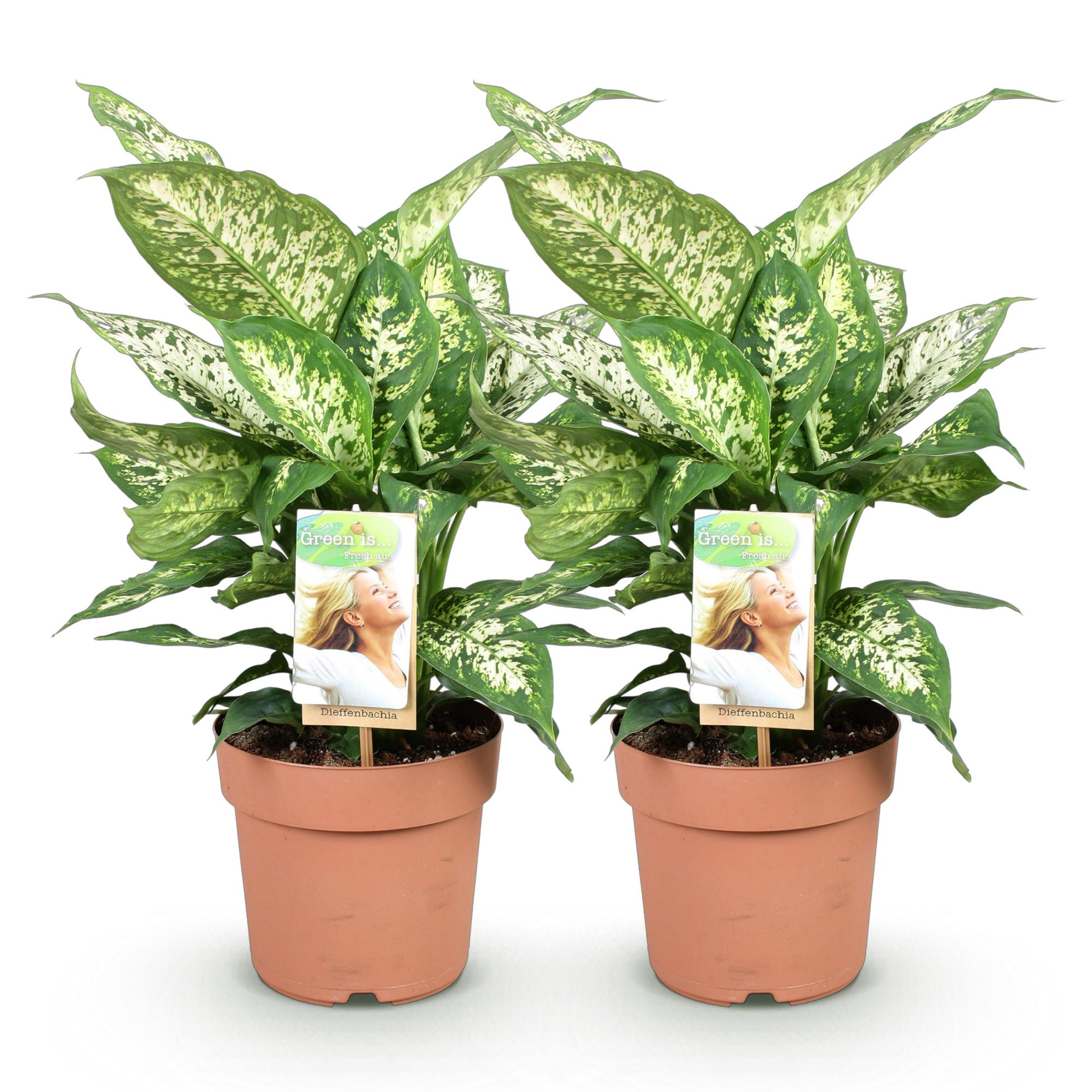 Green BoutiQ - Green is... Kamerplanten - Diefenbachia Compacta - Dieffenbachia - Weinig onderhoud - Groen - 2 Planten - Pot 17cm - Hoogte 45-50cm
