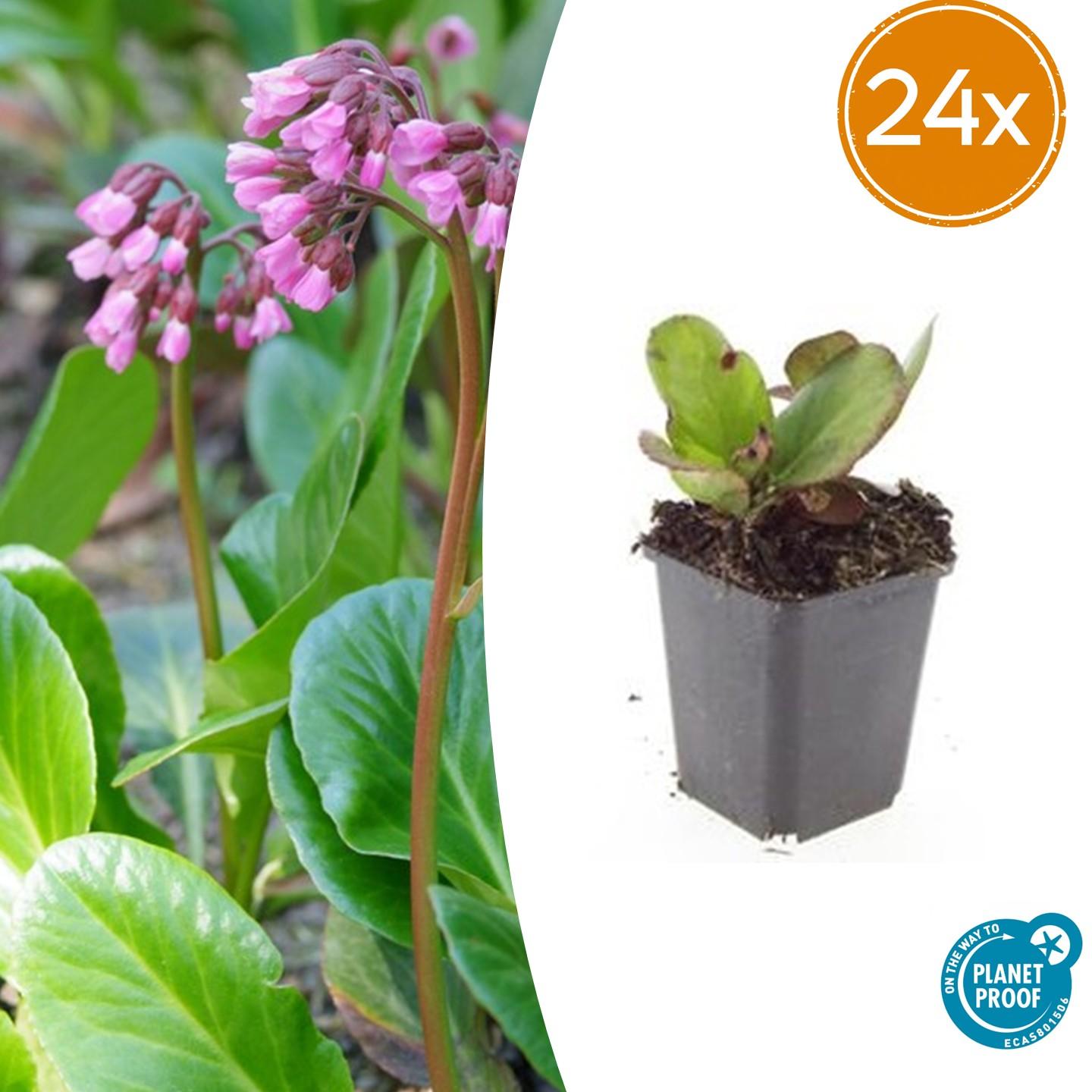 24x Bergenia cordifolia 'Herbstblüte'  - ↕10-25cm - Ø9cm
