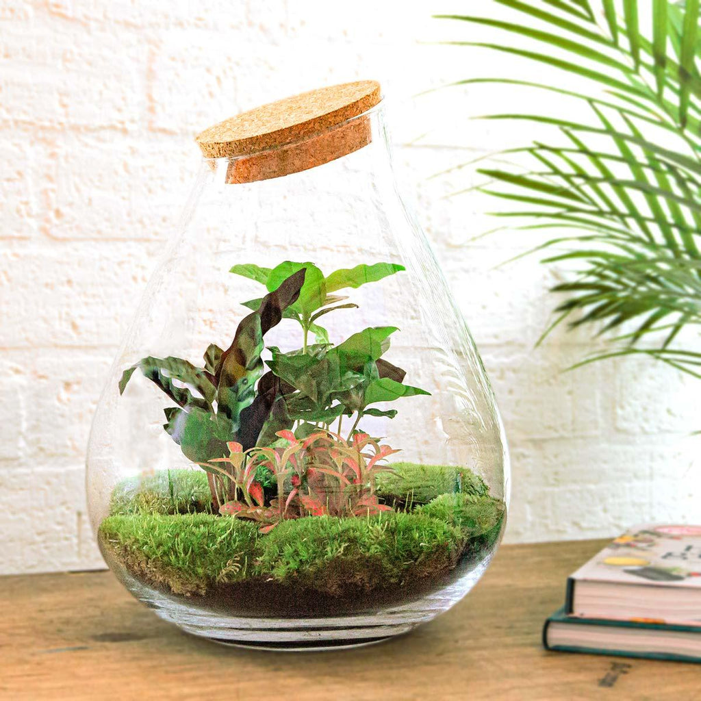 DIY Planten terrarium - Drop XL Palm - Ø 24 cm ↑ 37 cm - Rake + Shovel + Tweezer